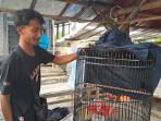 Burung Murai Batu Milik Warga Kromengan Malang Ukir Prestasi Setelah Ikut Latber Selama 3 Bulan