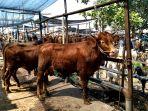 aktivitas-jual-beli-sapi-di-Pasar-Gondanglegi-sebelum-penutupan-pasar.jpg