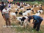 aktivitas-pasar-hewan-di-gandusari-kabupaten-trenggalek.jpg