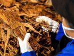 aktivitas-pengolahan-tembakau-di-pt-indonesian-tobacco-tbk-itic.jpg