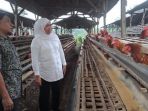 blitar-balitar-mblitar-peternak-ayam_20180401_010451.jpg