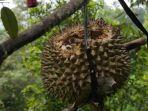 buah-durian-warga-yang-rusak-di-desa-segulung-kecamatan-dagangan-kabupaten-madiun.jpg