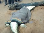buaya-pemakan-bocah-di-zimbabwe_20170318_114828.jpg