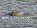 buaya-porong_20150525_210038.jpg