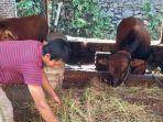 erik-dwi-nurcahyo-peternak-sapi-potong-di-daerah-sanan-kota-malang.jpg