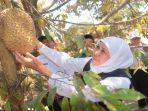gubernur-panen-durian-Ngawi.jpg