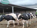 hewan-ternak-sapi-perah-pt-greenfields-indonesia-malang.jpg