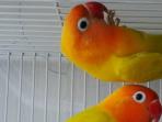 ilustrasi-burung-lovebird-love-bird_20151008_184749.jpg