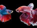 ilustrasi-cara-perawatan-ikan-cupang-yang-baru-dibeli.jpg