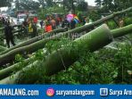 Angin Kencang Jelang Musim Kemarau, Waspada Pohon Tumbang di Kabupaten Malang