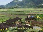 kafe-sawah-pujon-kidul-kabupaten-malang.jpg