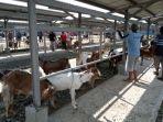 kambing-di-pasar-hewan-terpadu-pht-tulungagung.jpg