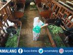 kambing-domba-idul-adha-sumber-barokah-farm.jpg