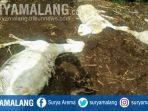 kambing-milik-warga-desa-sempol-ijen-bondowoso-kembali-diserang-oleh-makhluk-misterius.jpg