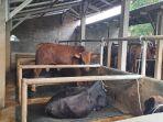 kandang-sapi-Malang-PMK.jpg