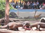 komodo-KBS-Makan.jpg