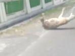 kronologi-kambing-kurban-lompat-ke-luar-pikap-dan-terseret-bikin-heboh-videonya-viral-di-instagram.jpg