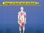 kunci-jawaban-sd-kelas-4-6-selasa-9-juni-2020-belajar-dari-rumah-tvri-tuliskan-tiga-bagian-darah.jpg