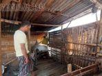maling-sapi-Kelurahan-Curahgrinting-Kecamatan-Kanigaran-Kota-Probolinggo.jpg