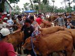 pasar-hewan-singosari-kabupaten-malang-sapi-hewan-korban.jpg