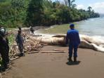Petugas Kembali Datangi Bangkai Paus Balin di Pantai Nglarap Tulungagung, Pastikan Tidak Hanyut