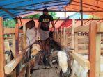 pedagang-kambing-kurban-di-jalan-soekarno-hatta-kota-malang.jpg