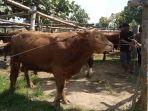 pedagang-sapi-di-pasar-hewan-kaliwungu-tulungagung.jpg