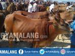 pedagang-sapi-di-pasar-hewan-sampang-di-desa-aing-sareh-kecamatankabupaten-sampang.jpg