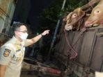 pemeriksaan-kelengkapan-administrasi-hewan-ternak-yang-masuk-surabaya.jpg