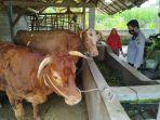 peninjauan-hewan-ternak-di-kecamatan-kromengan-kabupaten-malang.jpg
