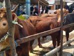 perdagangan-sapi-di-pasar-hewan-gondanglegi-kabupaten-malang.jpg