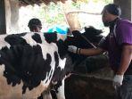periksa-sapi-Jember.jpg