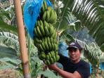 Budidaya Pisang di Perkebunan Terbesar Mojokerto, Pencetus Pisang Moca Anjasmara Kualitas Superior 