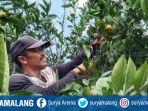 petani-jeruk-di-desa-selorejo-kecamatan-dau-kabupaten-malang.jpg