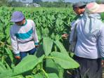 petani-tembakau-kabupaten-malang-terdampak-hujan.jpg