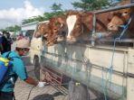 petugas-melakukan-disinfeksi-pada-sapi-yang-masuk-pasar-hewan-terpadu-pht-tulungagung.jpg