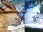 pria-hobi-pukuli-kucing-sampai-mati-kepergok-ngamuk-dan-hampir-pukuli-emak-emak-videonya-viral.jpg