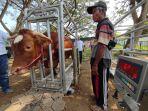 ratusan-ternak-sapi-kambing-dan-domba-ditimbang-dan-diukur-berat.jpg