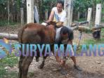 sapi-dan-kambing-juga-butuh-manicure-pedicure-rutinitas-salon-kecantikan-hewan-di-magetan_20160907_162328.jpg