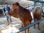 sapi-di-pasar-hewan-terpadu-pht-tulungagung.jpg