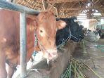 sapi-jombang-PMK-Kompensasi.jpg