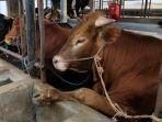 sapi-potong-di-rumah-potong-hewan-rph-kota-batu.jpg