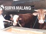sapi-potong-uni_20160125_194130.jpg