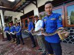 satpol-pp-dan-damkar-trenggalek-melepasliarkan-dua-ular-piton-yang-sempat-masuk-ke-pemukiman-warga.jpg