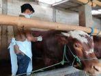 suntk-vaksin-sapi-Pacitan.jpg
