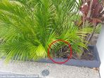 ular-raksasa-di-halaman-rumah-di-australia_20171028_133744.jpg