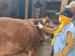 vaksinasi-PMK-Kediri-sapi.jpg
