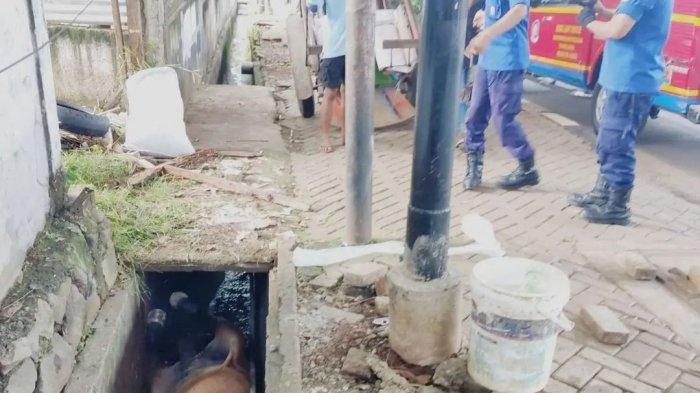 Ketika Kuda Andong Terperosok ke Saluran Air di Jalan Pangeran Antasari