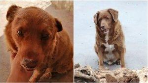 Anjing-asal-Portugas-Raih-Guinness-World-Records.jpg