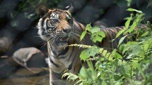 Harimau2.jpg